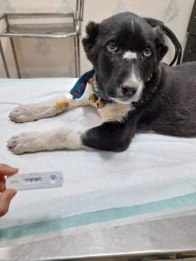 عکس دامپزشکی دکتر اصغری 