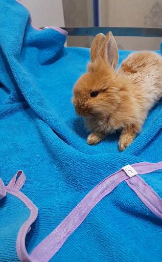 عکس دامپزشکی دکتر اصغری 