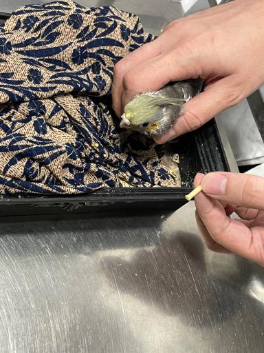 عکس دامپزشکی دکتر اصغری 