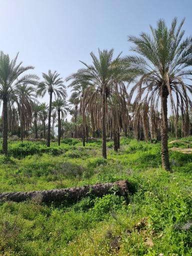 عکس خنج