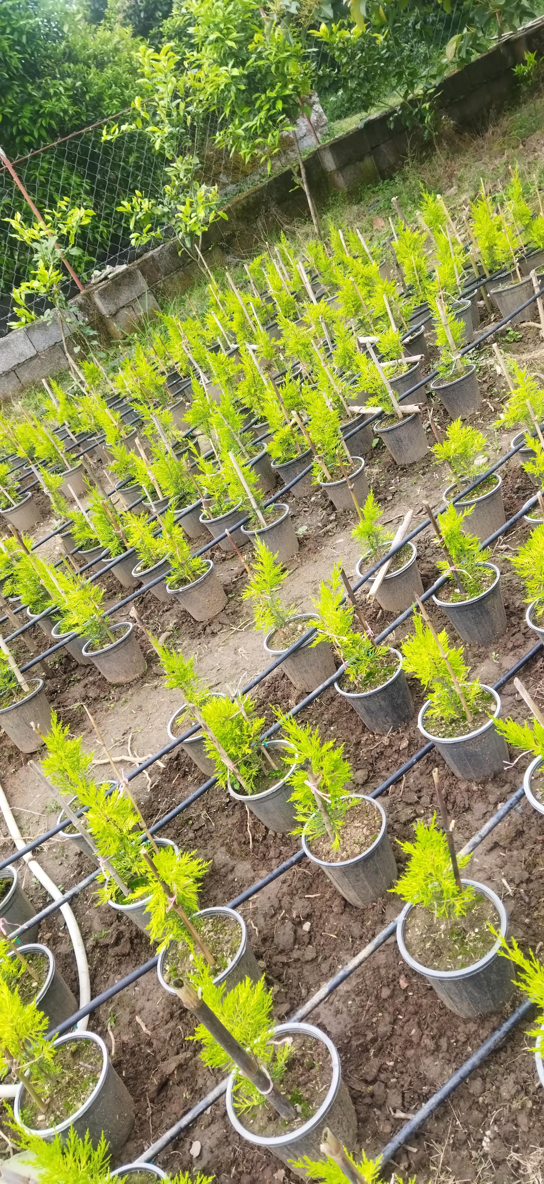 عکس گلخانه و گل فروشی سجاد باقی زاده