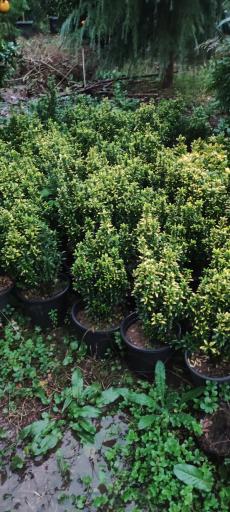 عکس تولیدی و فروش گل