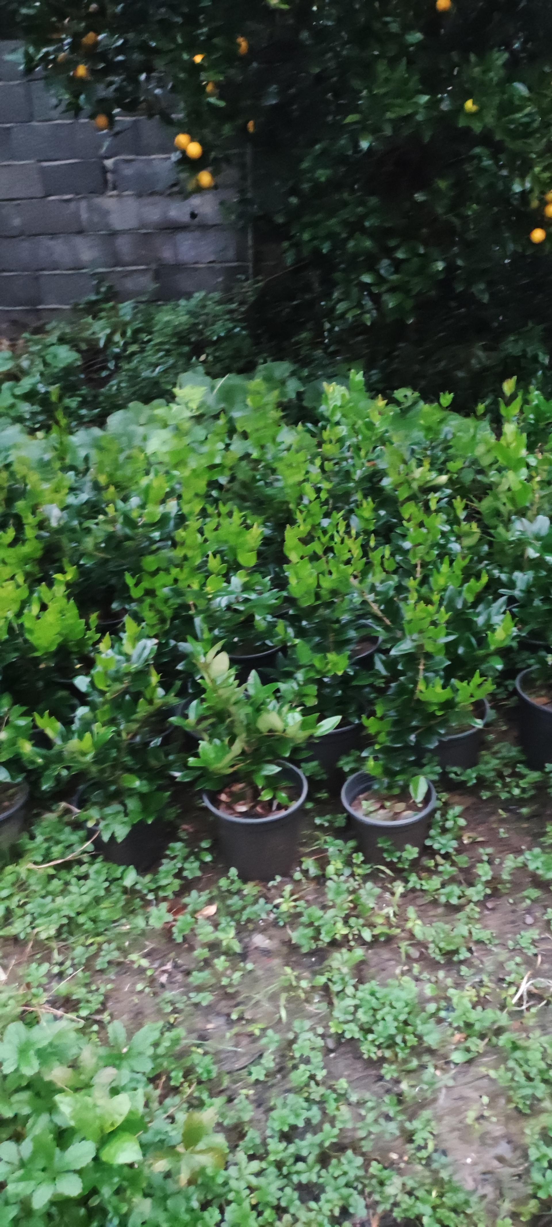 عکس تولیدی و فروش گل