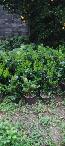 عکس تولیدی و فروش گل