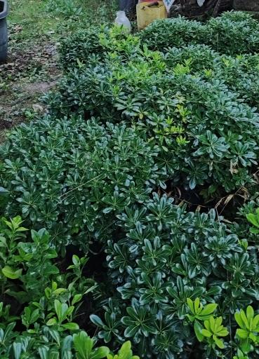 عکس تولیدی و فروش گل