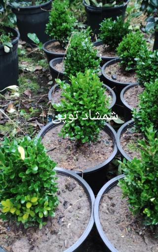 عکس تولیدی و فروش گل