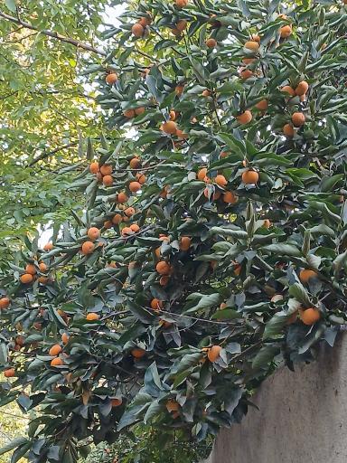 عکس باغ راه گردشگری روستای کن منطقه ۵ تهران