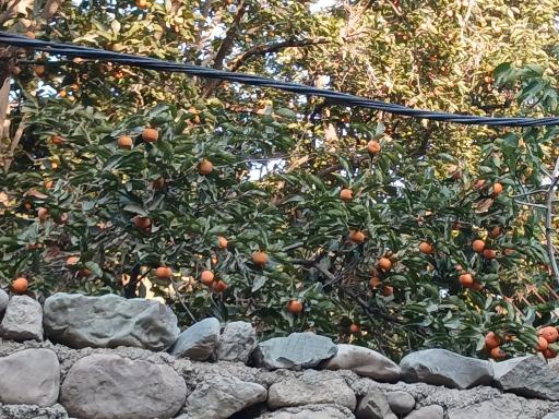 عکس باغ راه گردشگری روستای کن منطقه ۵ تهران