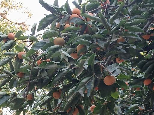 عکس باغ راه گردشگری روستای کن منطقه ۵ تهران