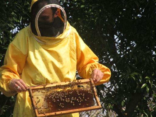 عکس عسل طرقی