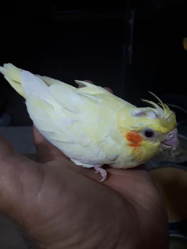 عکس پرنده سرای سید