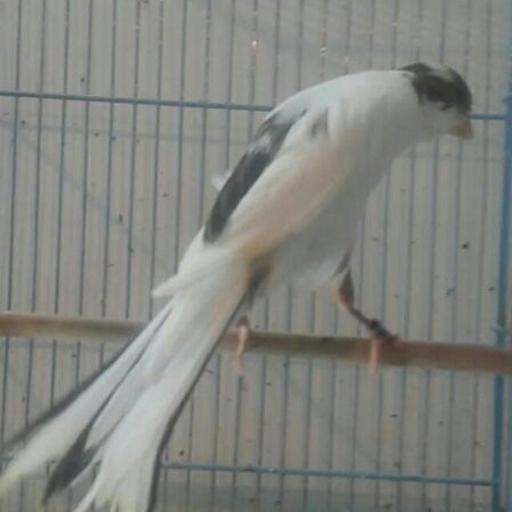 عکس پرنده سرای سید