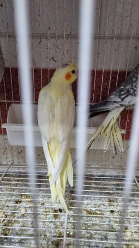 عکس پرنده سرای سید