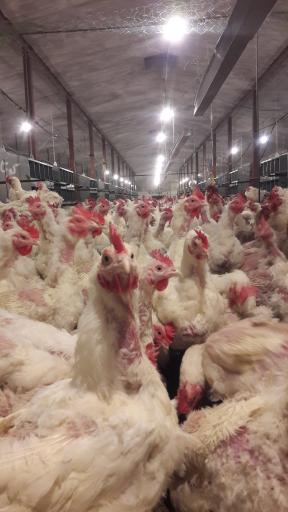 عکس مجتمع مرغ مادر فریمان (واحد فارم ۱)