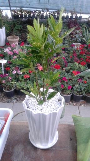 عکس گلخانه ژینو