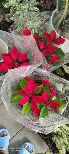 عکس گلخانه ژینو