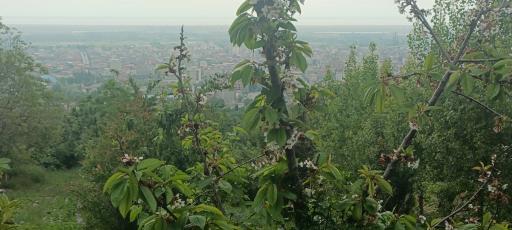 عکس بام گلوگاه (اردیبهشت)