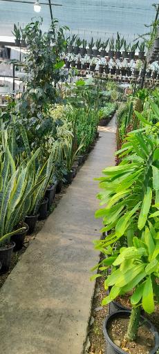 عکس جنگل استوایی دیان