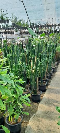 عکس جنگل استوایی دیان