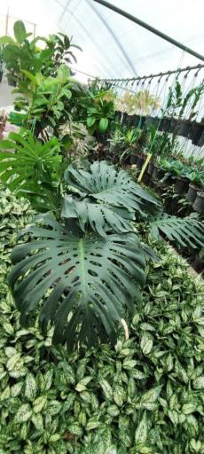 عکس جنگل استوایی دیان