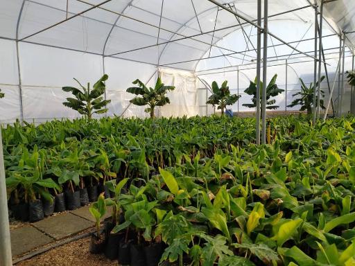 عکس جنگل استوایی دیان