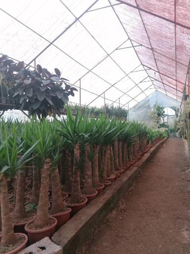 عکس جنگل استوایی دیان