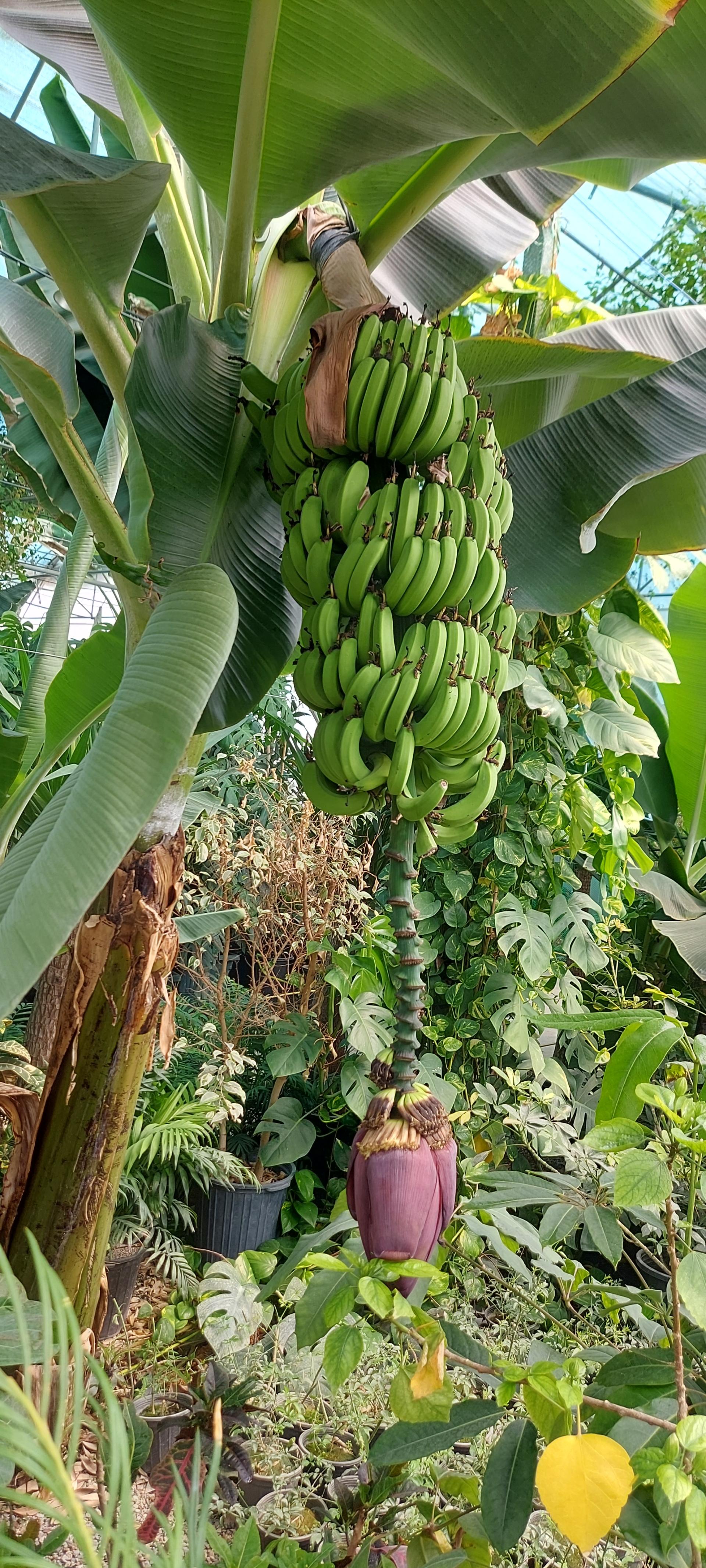 عکس جنگل استوایی دیان