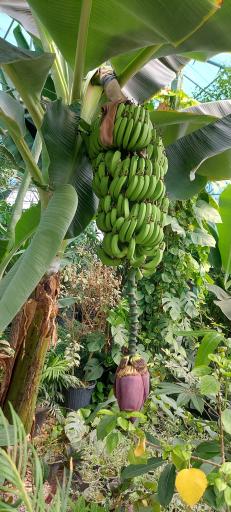 عکس جنگل استوایی دیان