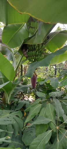 عکس جنگل استوایی دیان