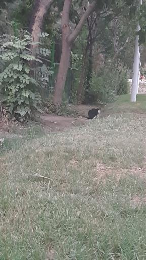 عکس پارک گلستانه