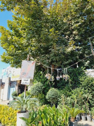 عکس گلسرای حال خوب