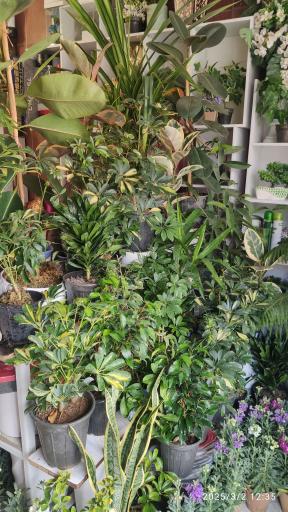 عکس گل فروشی تک