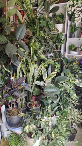 عکس گل فروشی تک