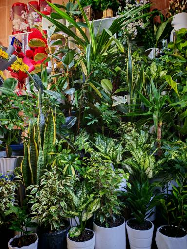 عکس گل فروشی تک