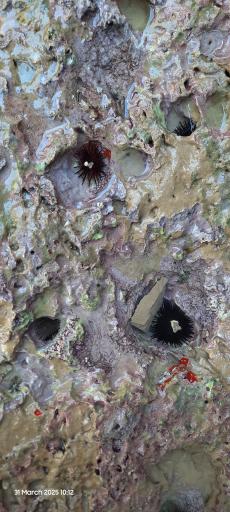 عکس ساحل بُنود