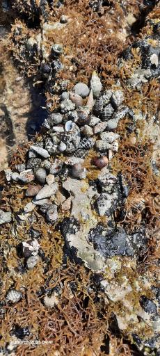 عکس ساحل بُنود