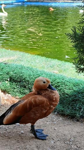 عکس باغ پرندگان تهران