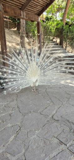 عکس باغ پرندگان تهران