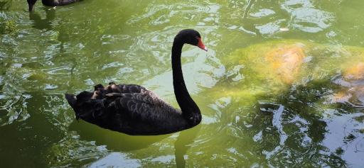 عکس باغ پرندگان تهران