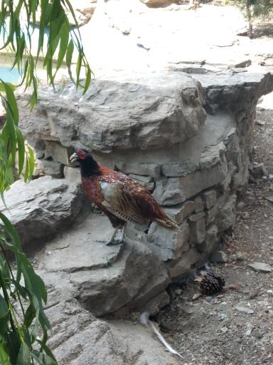 عکس باغ پرندگان تهران