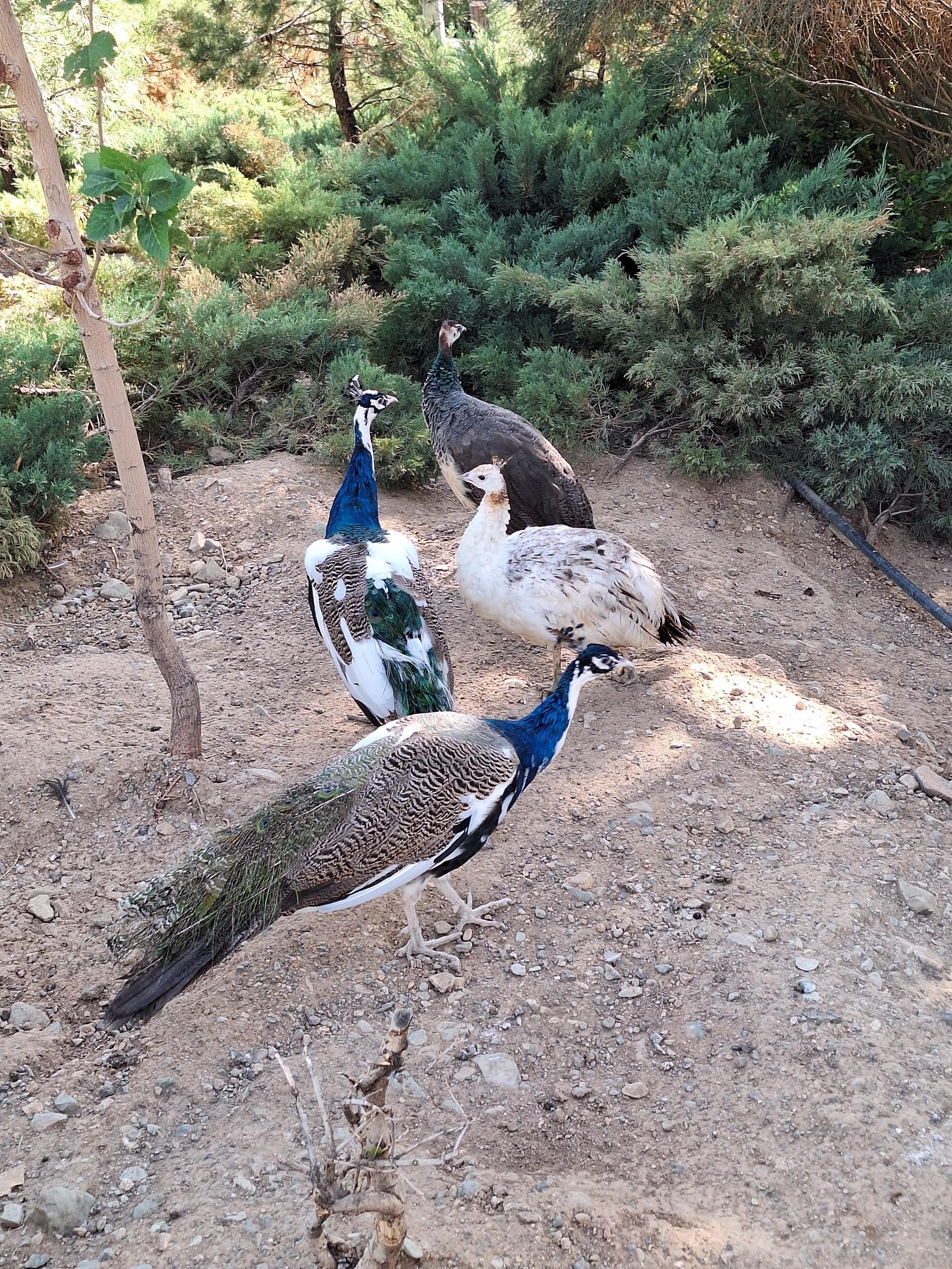 عکس باغ پرندگان تهران