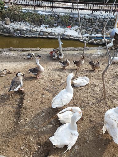 عکس باغ پرندگان تهران