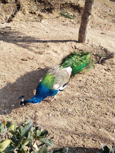 عکس باغ پرندگان تهران