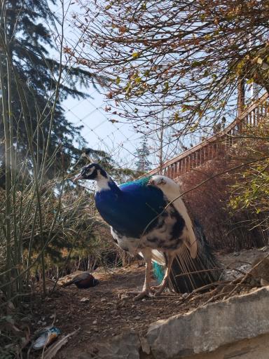 عکس باغ پرندگان تهران