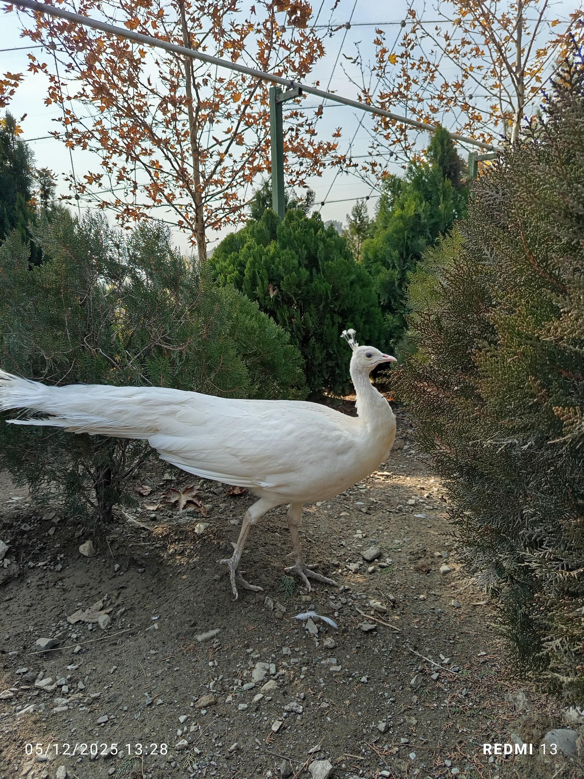 عکس باغ پرندگان تهران