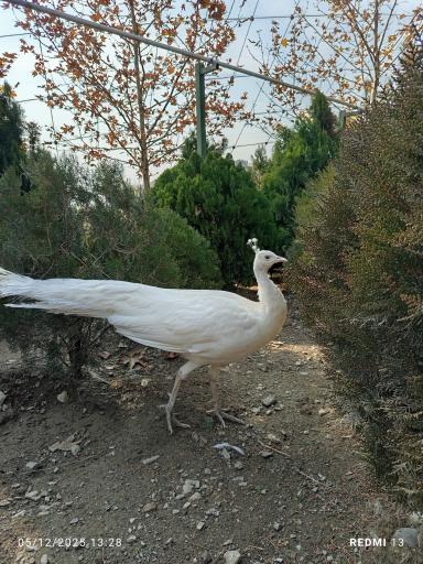 عکس باغ پرندگان تهران