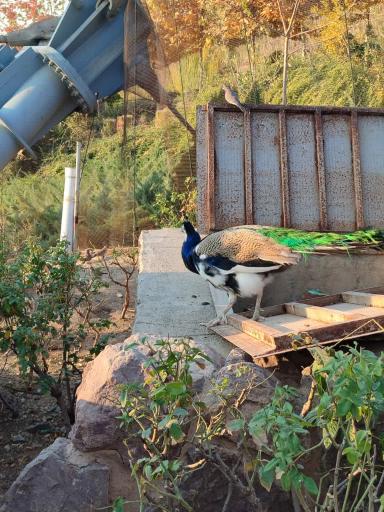 عکس باغ پرندگان تهران