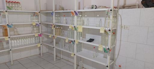 عکس گلاب گیری سنتی نسیم