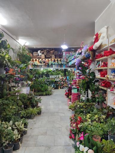 عکس گلسرای سودا
