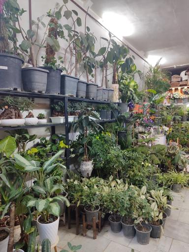 عکس گلسرای سودا
